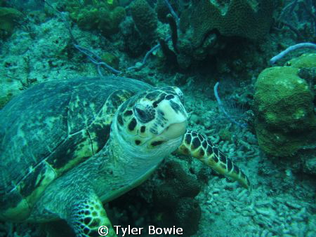 Saw this turtle feeding within the first 5 minutes of my ... by Tyler Bowie 