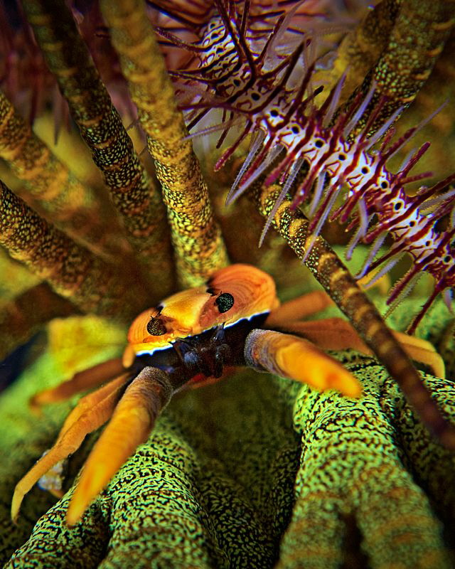 "Crinoid Squat Lobster"
 
Taken in Cabilao, Philippines by Henry Jager 