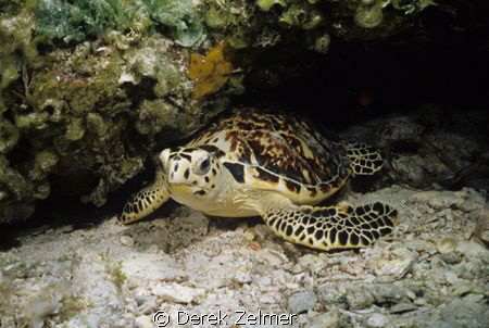 Sea turtle. "Dump" Reef, San Salvador, Bahamas. Nikonos V... by Derek Zelmer 