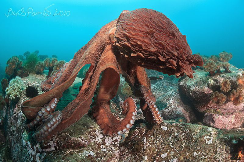 Dancer
// Giant octopus Dofleini by Boris Pamikov 
