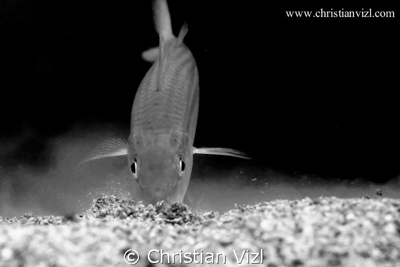 Fish dwelling the sand for searching for food, Ixtapa Isl... by Christian Vizl 