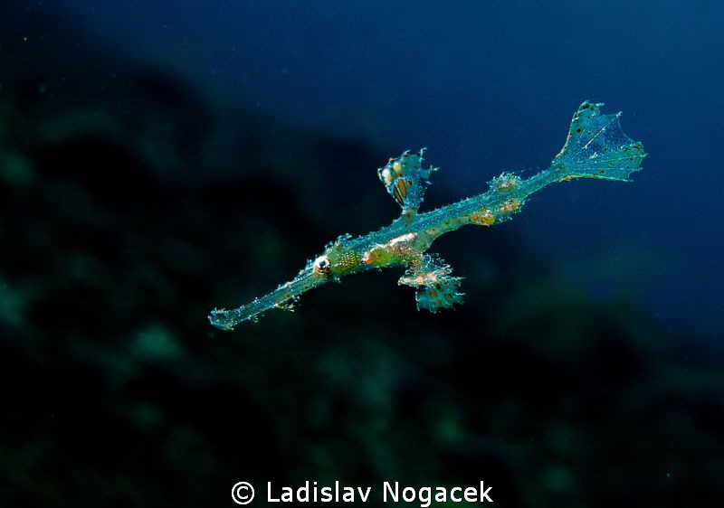 Solenostomus cyanopterus, still child :) by Ladislav Nogacek 