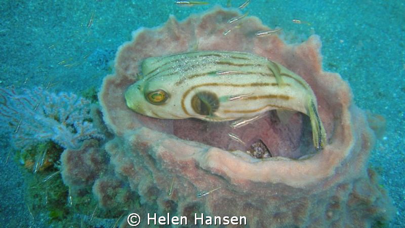 Puffer fish by Helen Hansen 