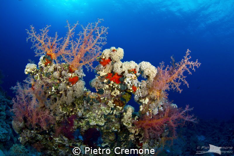 Reefscape by Pietro Cremone 