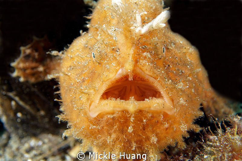 Hairy frogfish
Aniloa, the Philippines by Mickle Huang 