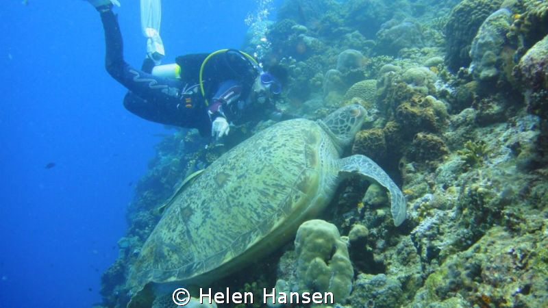 resting with the turtle by Helen Hansen 