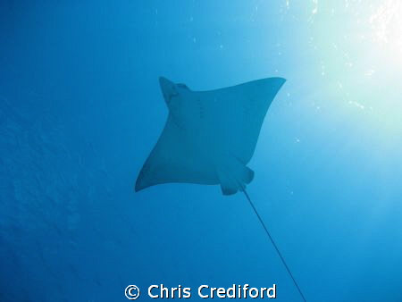 Eagle Ray on the final dive of the trip.  Great way to en... by Chris Crediford 