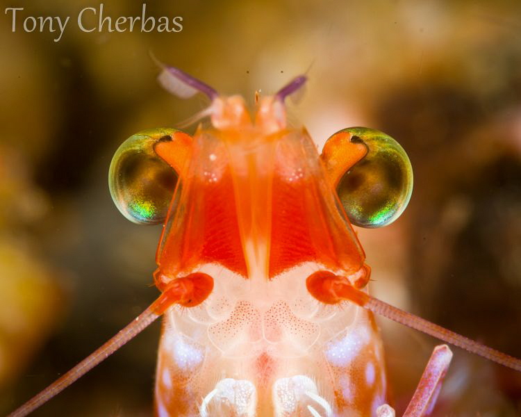 Shrimp Portrait by Tony Cherbas 