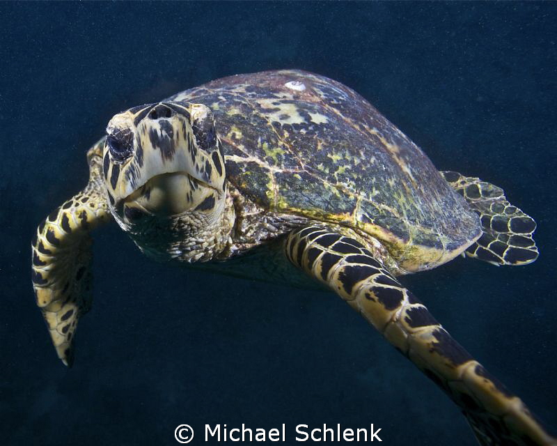 Hawks Bill sea turtle getting friendly with its reflectio... by Michael Schlenk 