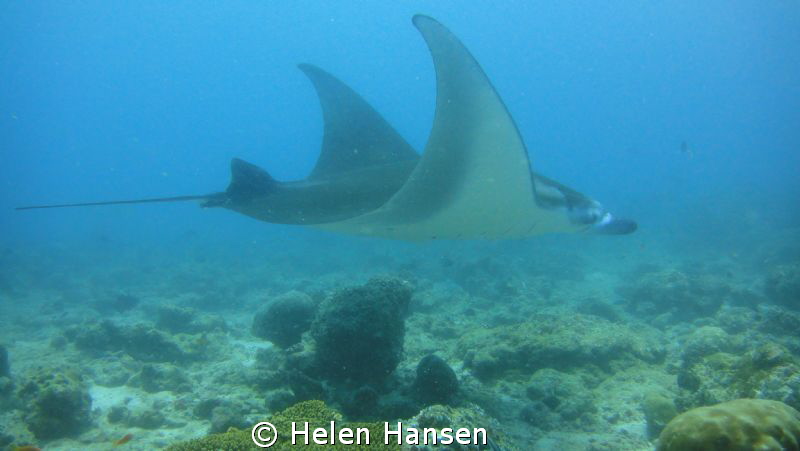Mantas swam passed out of nowhere, the water was not very... by Helen Hansen 