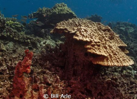Nice coral formation. by Bill Arle 