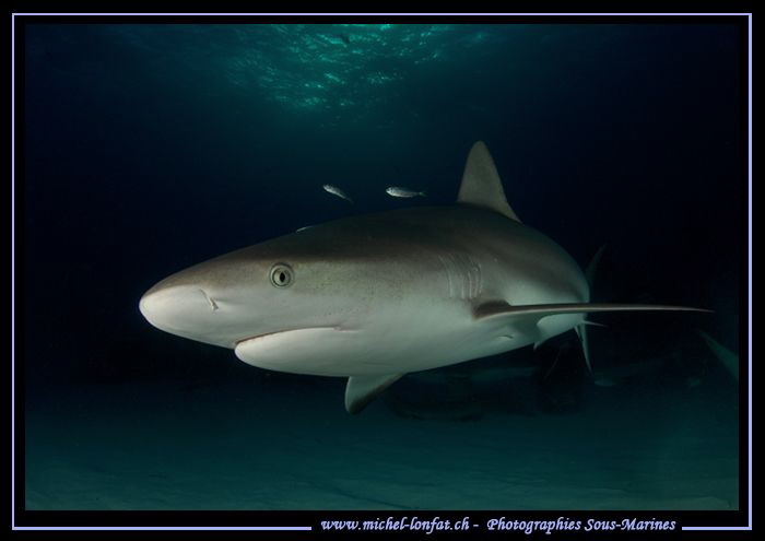 Reef Shark near Tiger Beach... :O)... by Michel Lonfat 