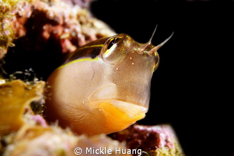 Linear blenny
Northeast Coast Taiwan by Mickle Huang 