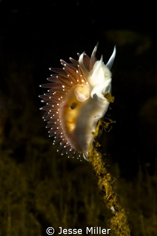 Nudibranch from Hood Canal by Jesse Miller 
