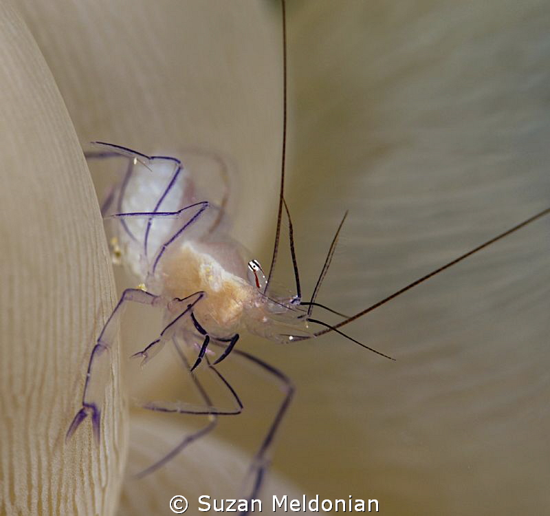 Bubble Coral Shrimp by Suzan Meldonian 