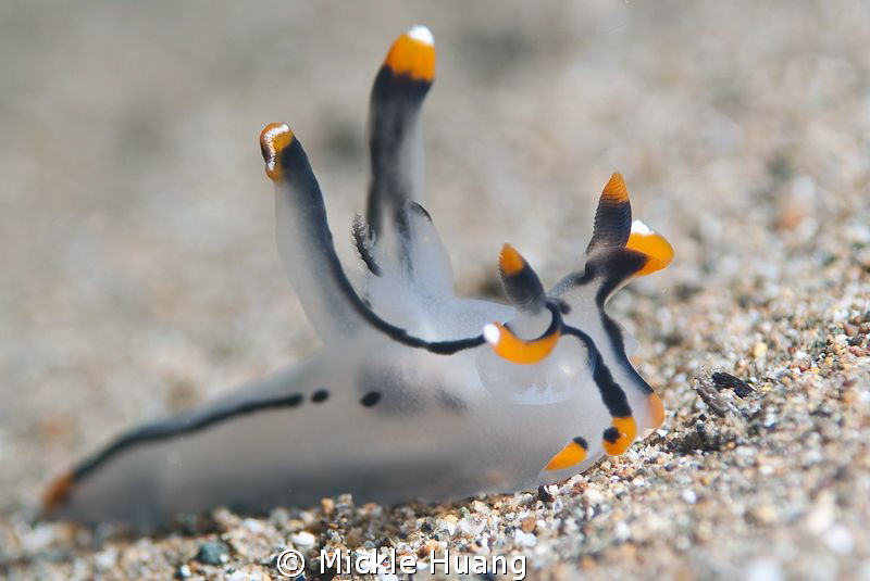 Thecacera picta
Aniloa, the Philippines by Mickle Huang 