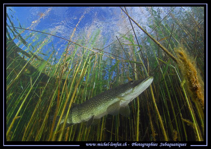 Adult Pike Fish... :O)... by Michel Lonfat 