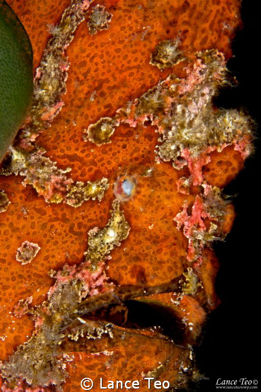 Close up of a Large frogfish
60mm F22 ISO100 by Lance Teo 