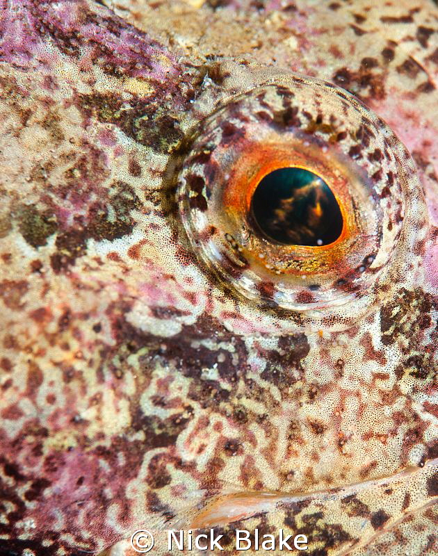 Scorpion Fish Close Up.
Selsey Lifeboat Station, UK. by Nick Blake 