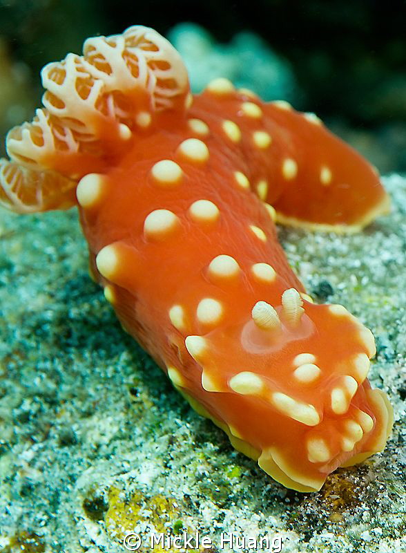Pretty Nudi
Aniloa, the Philippines by Mickle Huang 
