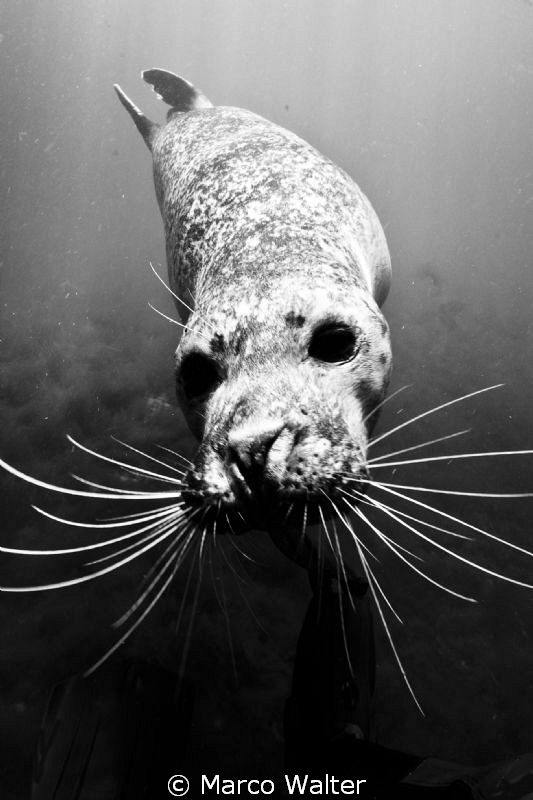 Harbour seal in Black & White by Marco Walter 