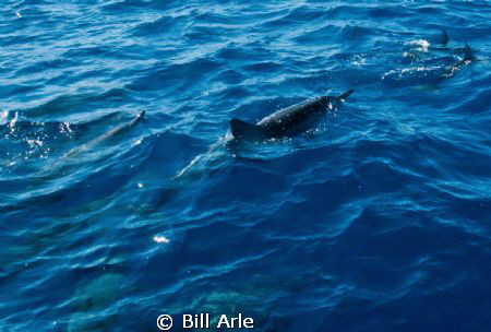 Spinner dolphins leading the dive boat.  Big Island, Hawaii. by Bill Arle 