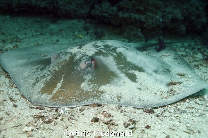 STINGRAY was aggreeable to let me take his photo for awhile by Eric Mcdonald 