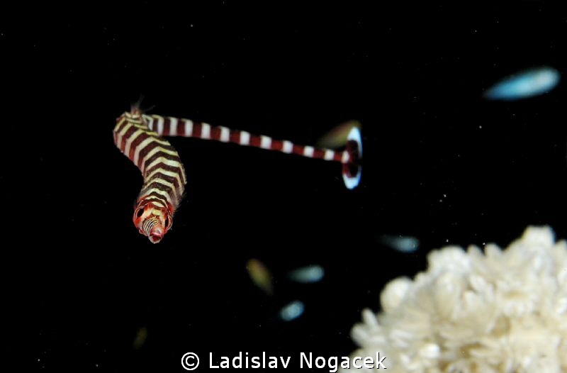 pipe zebra fish :) by Ladislav Nogacek 