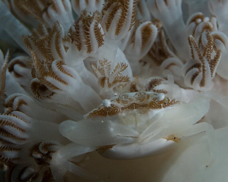 Coral Crab by John Roach 
