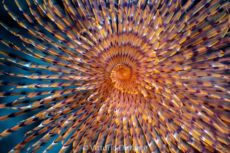 Giant fan worm by Vittorio Durante 