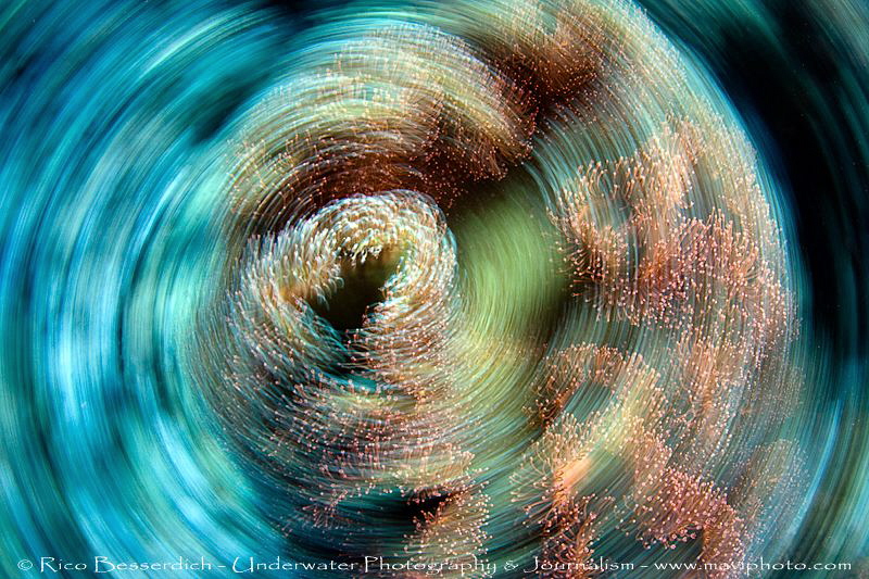 Spinning shot of a soft-coral. CANON 40D with Tokina 10-1... by Rico Besserdich 