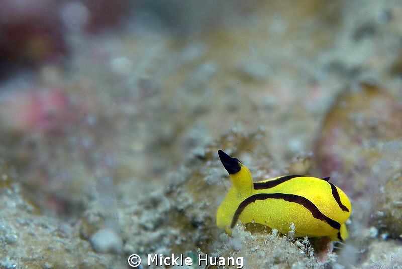 Siphopteron brunneomarginatum, means a sea slug with side... by Mickle Huang 