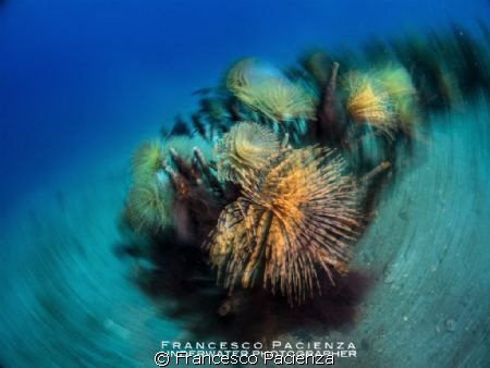 Spinning shot on Tubeworms' forest. Nikon Coolpix P7000 w... by Francesco Pacienza 