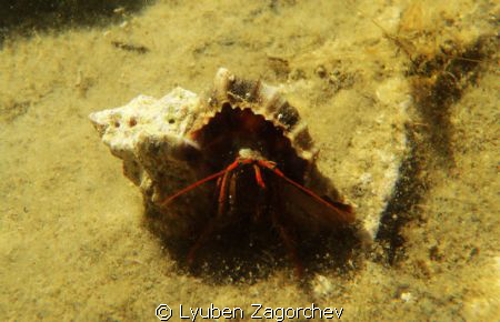 Shy hermit crab. by Lyuben Zagorchev 