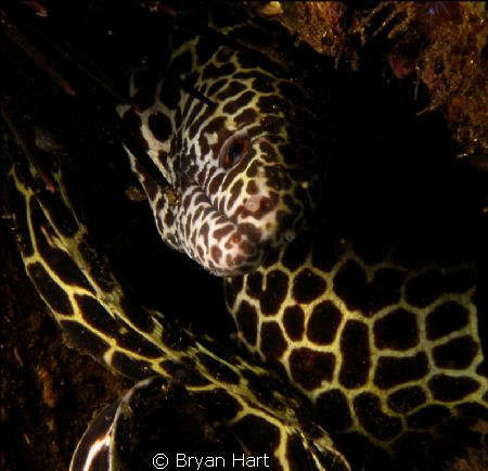 one of many juvenile honey comb morays on Vetchies Pier i... by Bryan Hart 