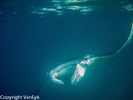 Manta ray late in the afternoon fishing near the surface by Bill Van Eyk 