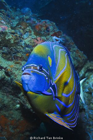 Blue-ringed Angelfish. Gulf of Thailand, Nikon D60, 55mm ... by Richard Ten Brinke 
