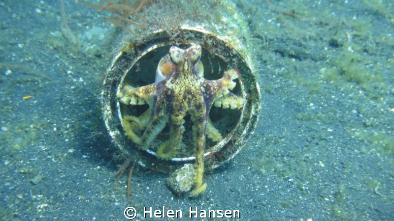 posing Octopus by Helen Hansen 