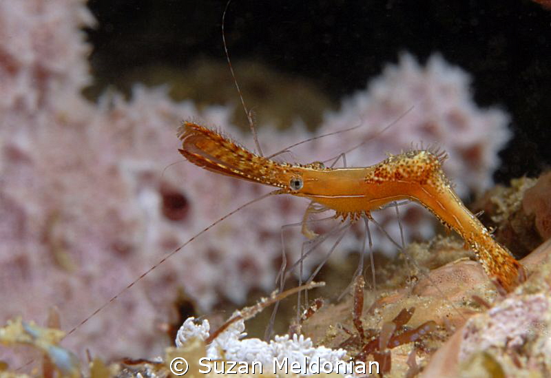 weird shrimp- anyone know what this is called? by Suzan Meldonian 