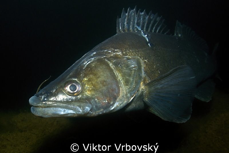 Big Pike-perch (Sander lucioperca) by Viktor Vrbovský 