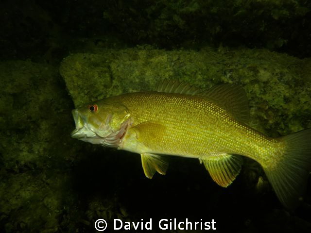Test shots with Canon s 100 in a local quarry, Bass yawning. by David Gilchrist 