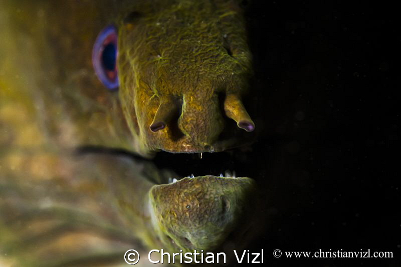 Close up of a green moray eel, Manzanillo, Zihuatanejo, M... by Christian Vizl 