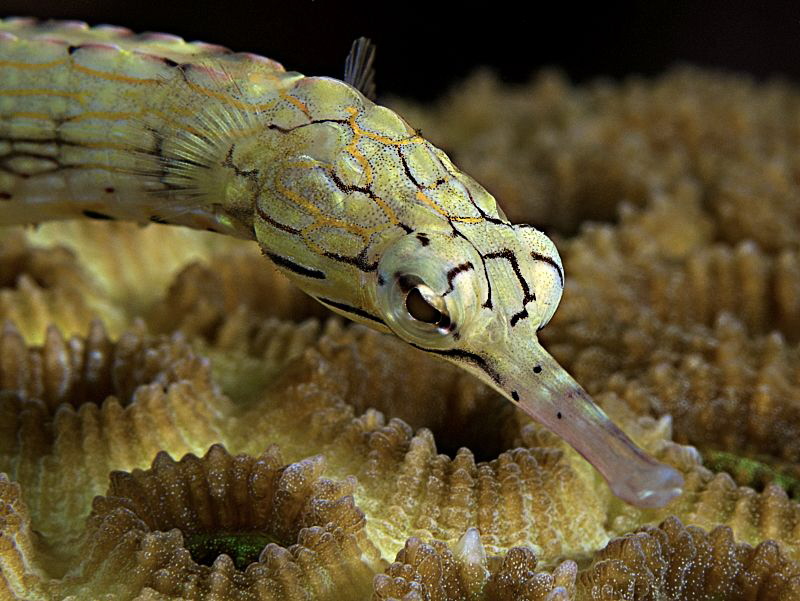 "Pipefish" by Henry Jager 