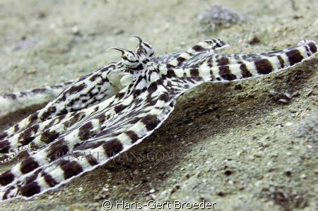 Mimic Octopus

Bunaken, Sulawesi, Indonesia Nikon D300S by Hans-Gert Broeder 