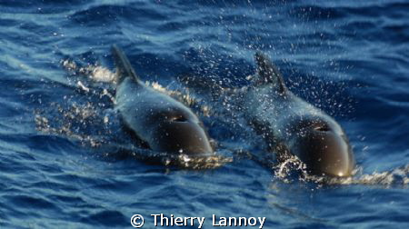 Short fin pilot whales off the coast of Almeria, Spain by Thierry Lannoy 