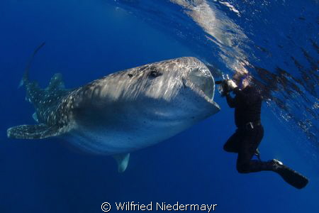 Highest level of underwater photography by Wilfried Niedermayr 