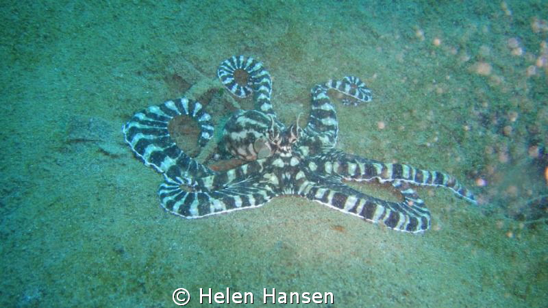octopus by Helen Hansen 