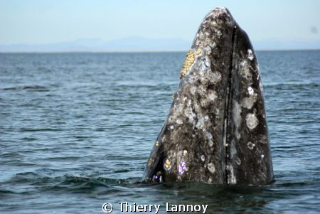 Gray whale in Guerrero Negro, Baja California, Mexico by Thierry Lannoy 
