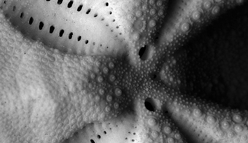 closeup of
heart urchin skeleton
found at sandy beach
... by Chris Krambeck 