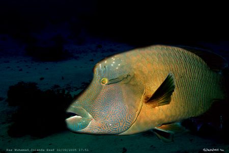 This friendly Napoleon fish was simply asking for a pictu... by Dan Ashkenasi 